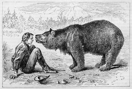 19th century illustration of  a young man in southern Colorado being confronted and investigated by a cinnamon bear (Ursus americanus cinnamomum). From a May 1876 copy of Harper's New Monthly Magazine.
