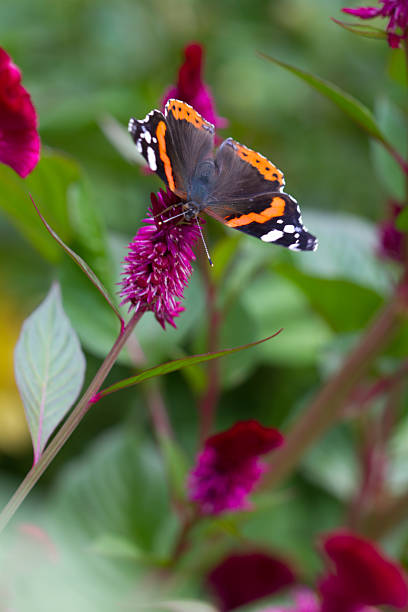 istock Butterfly on the flower 524426813