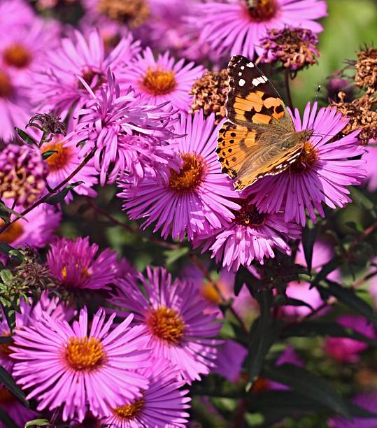 istock Butterfly on flower of dahlia 524427005