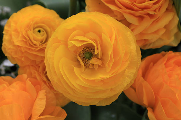 istock Ranunculus in the garden, Montreux 524427807