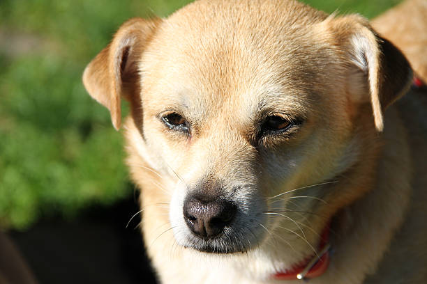 istock Little Dog Serious 524427815