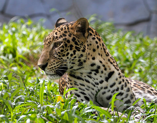 istock Portrait of leopard 524428609