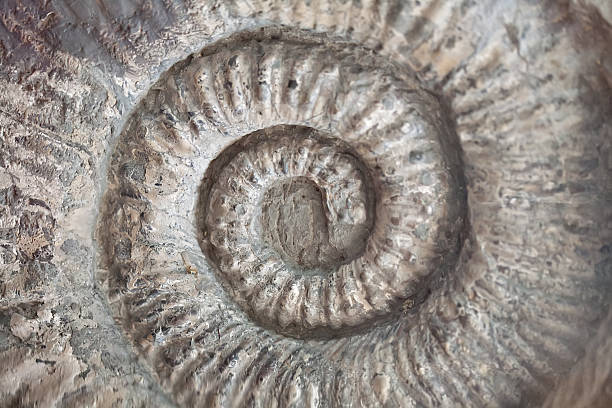 Ammonite Shell Pattern 170+ Big Ammonite Stock Photos, Pictures & Royalty-Free Images - iStock