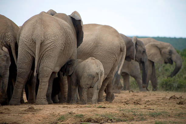 istock Group of elephants in Addo Park 524429269