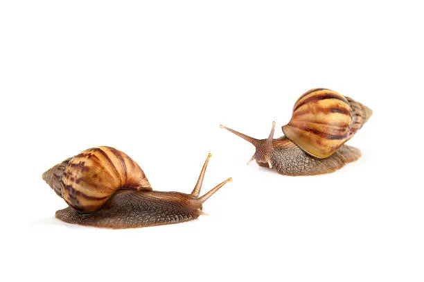 Photo of Garden snail isolated on white background.