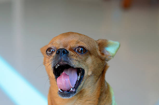 istock portrait of small dog 524429489