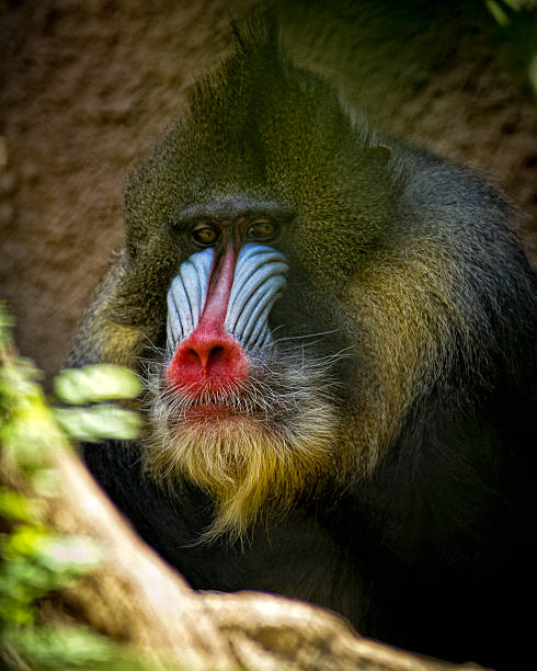 Mandrill Rear 650+ Male Mandrill Stock Photos, Pictures & Royalty-Free Images - iStock