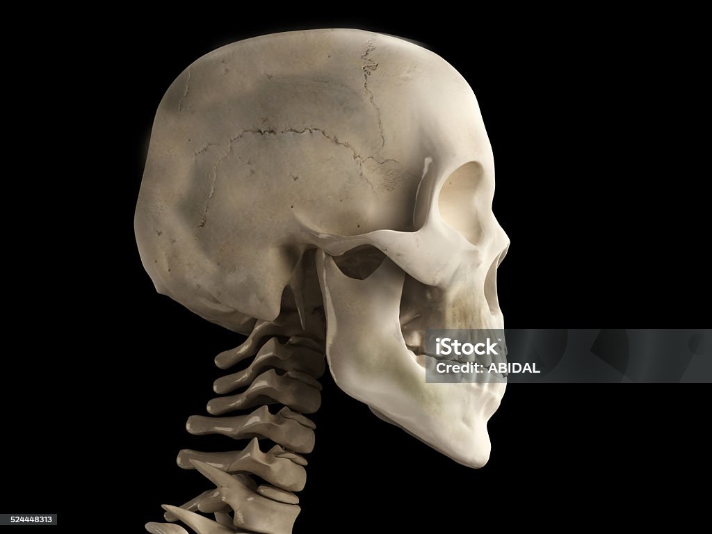 human skull human skull view Adult Stock Photo