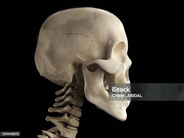 Human Skull Stock Photo - Download Image Now - Adult, Adults Only, Anatomy