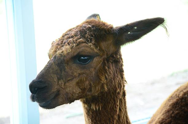 istock Alpaca portrait on a Farm 524451395