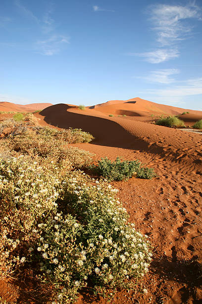 istock Close-up of Sossusvlei desert, Namibia 524451457