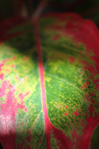 istock Aglaonema modestum, Chinese evergreen, green and red leaf 524452217