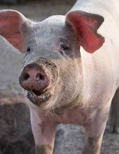 istock big pig snout closeup portrait 524452263