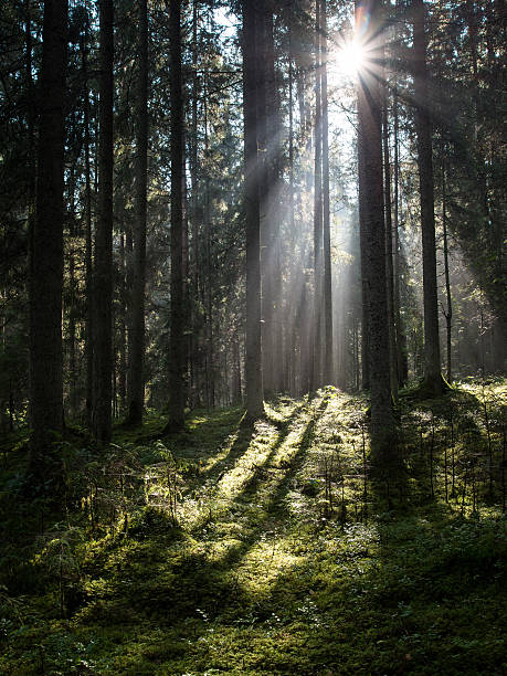 istock forest road with sun rays in the morning 524453835