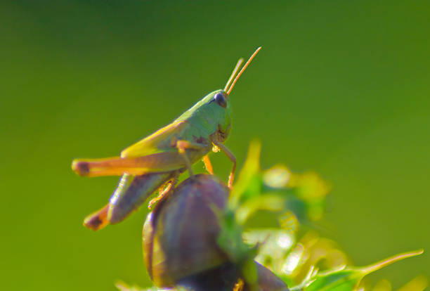 cavalletta in un guscio di lumaca - cricket locust grasshopper insect foto e immagini stock