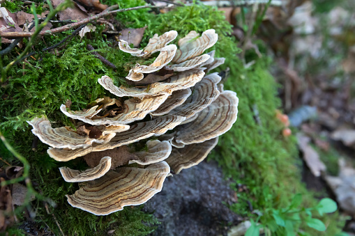 Trametes versicolor, also Coriolus versicolor or Polyporus versicolor. A common polypore mushroom found throughout the world in different colors. In The Dutch name is Elves bench.