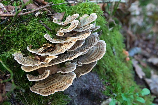 турция хвост (trametes) гриб - moss toadstool фотографии стоковые фото и изображения