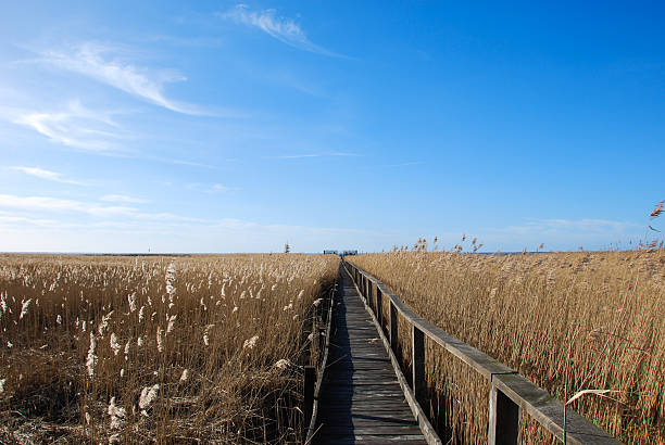 istock Wooden footpath in the reeds 524454901