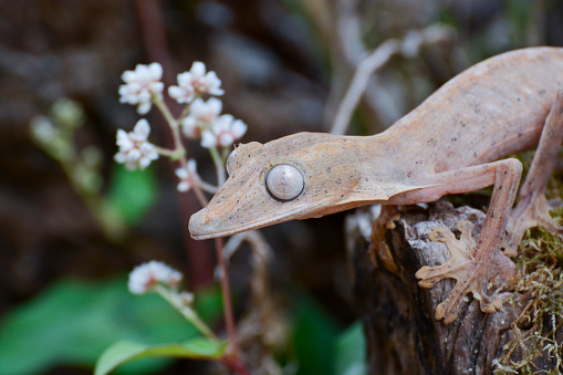 Lined leaftail gecko (Uroplatus), marozevo, madagascar