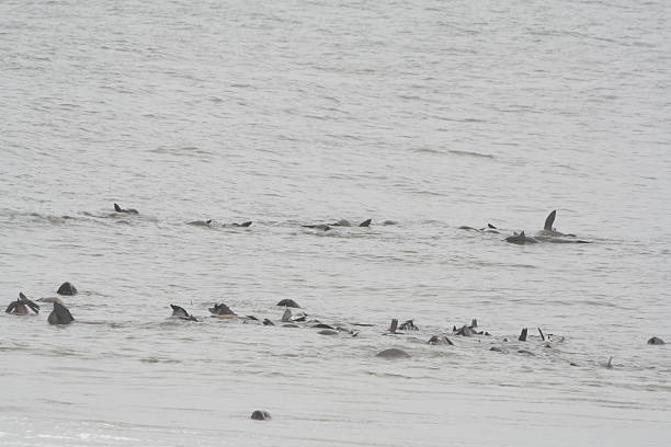 istock Brown Fur Seal Colony at Cape Cross, Skeleton Coast, Namibia 524455483