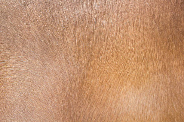 istock Texture pelt of brown horse 524455873