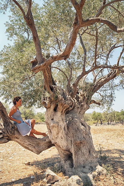 istock Olive Tree and a girl on it's branch 524472843