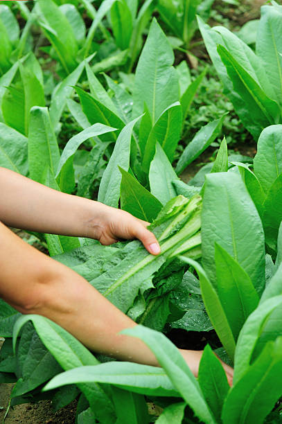istock woman farmer hands picking leaf lettuce plant 524473023