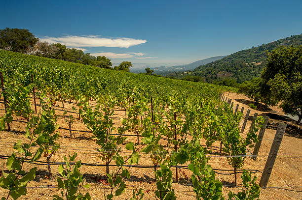 Vineyard - rows of crops.