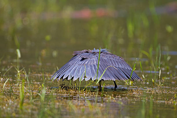 Black heron wading in shallow water stock photo