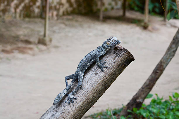 istock Mossy leaf-tailed gecko (Uroplatus sikorae) camouflaged on a tre 524475125