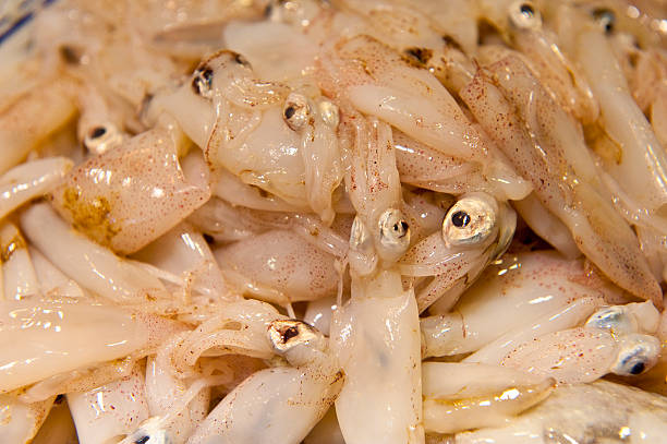 istock Closeup fresh baby squid in the market 524475263