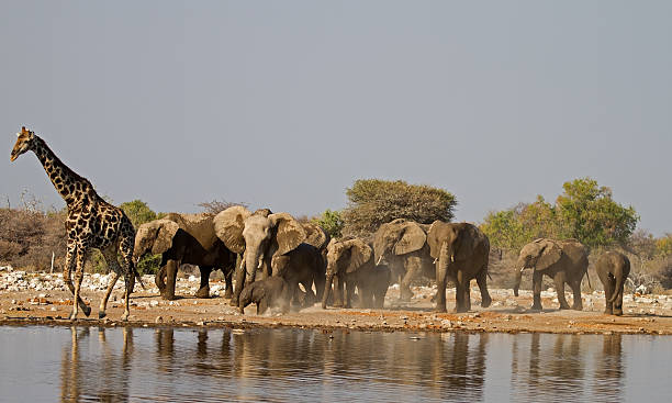 istock Group of Elephants and one Giraffe at waterhole 524475435