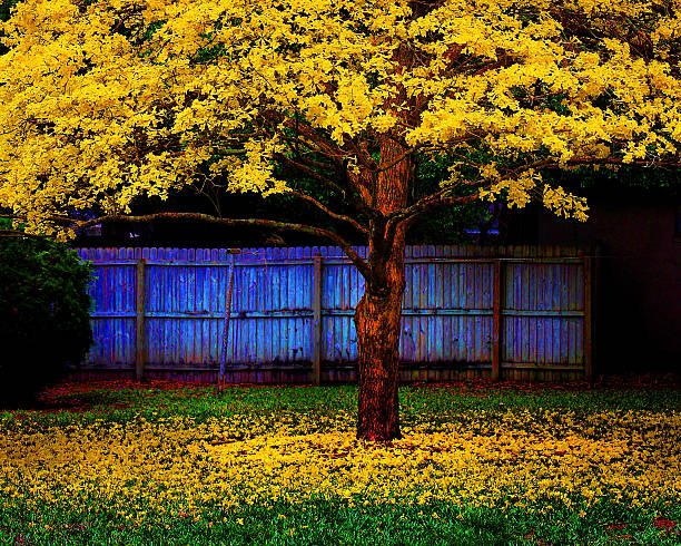 Tabebuia tree.jpg stock photo