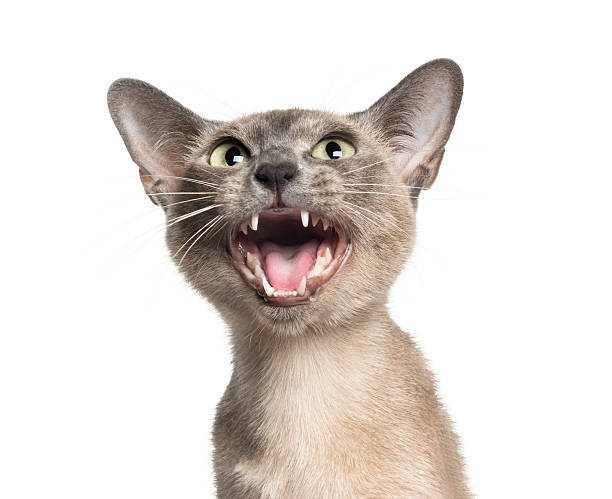 close-up di un gatto tonkinese meoowing (18 mesi) - miagolare foto e immagini stock