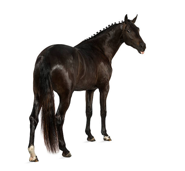 istock belgian sport horse (sBs) - 25 years old 524476271