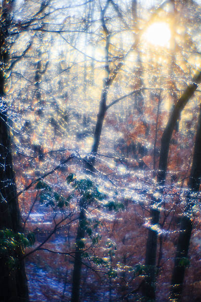 istock Trees covered by ice after the freezing rain 524476651