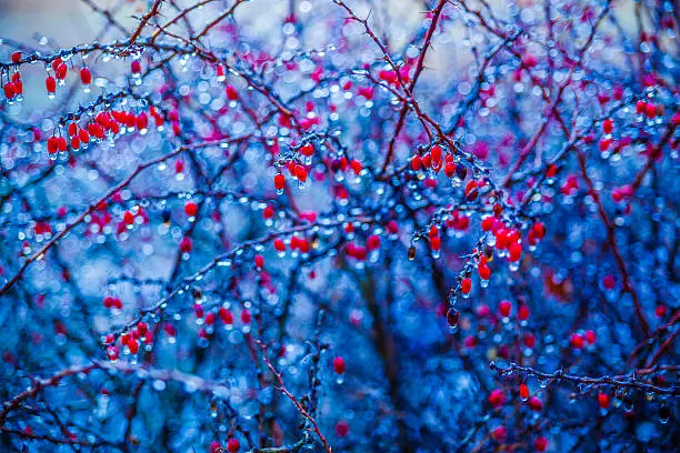 Photo of Trees covered by ice after the freezing rain