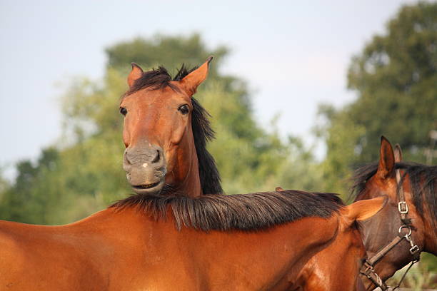 Two brown horses nuzzling each other tenderly