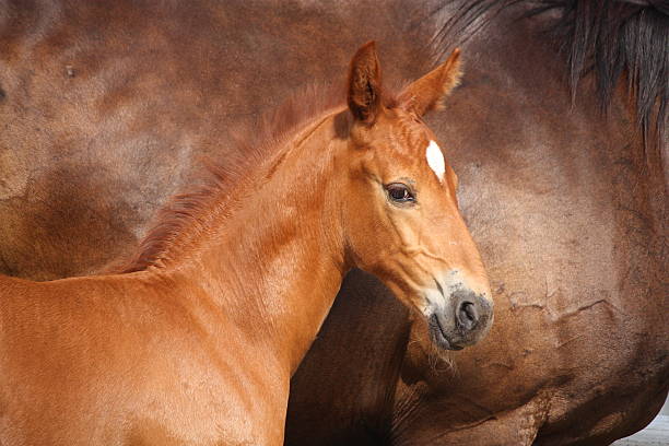 istock Beautiful chestnut foal portrait in summer 524478457