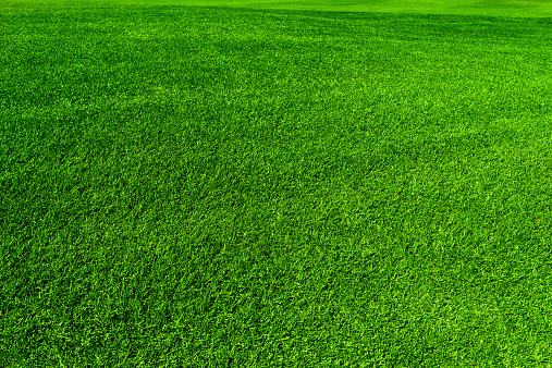 nature background: green grass background