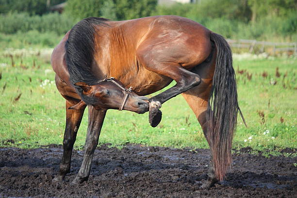 Funny brown horse scratching itself on the pasture