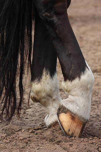 istock Horse hoofs with horseshoe close up 524479603
