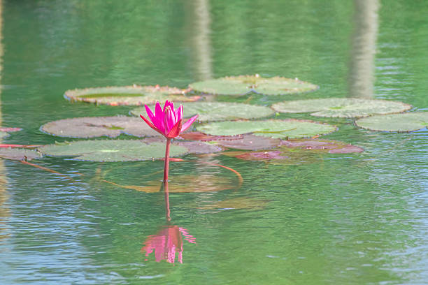 istock Lotus in the lake. 524479639