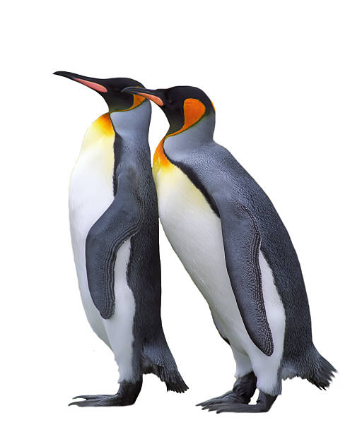 Two isolated emperor penguins Two emperor penguin isolated over white falkland islands photos stock pictures, royalty-free photos & images
