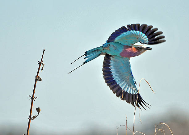 istock Lilac-breasted Roller flies from a branch in Botswana, Africa 524506971