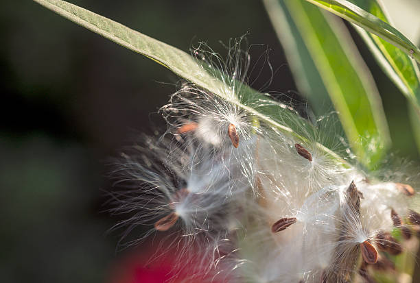 istock Milkweed plant, Asclepias 'Tuberosa' 524507041