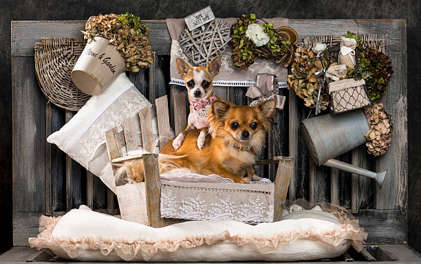 istock Chihuahuas in front of a rustic background 524507675