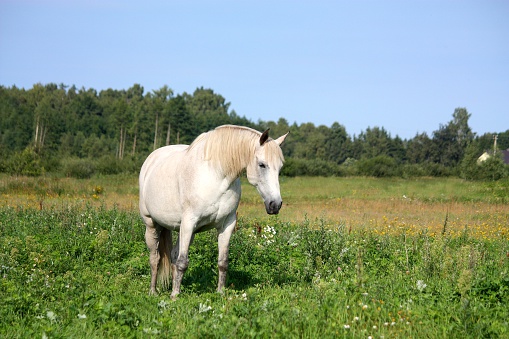 White horse portrait at the pasture in summer