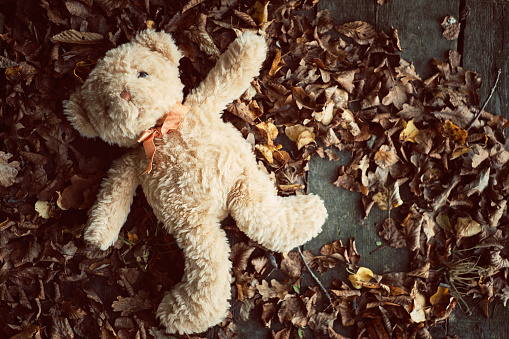 Teddy Bear Stock Photo - Download Image Now - Animal, Autumn, Baby - Human  Age - iStock