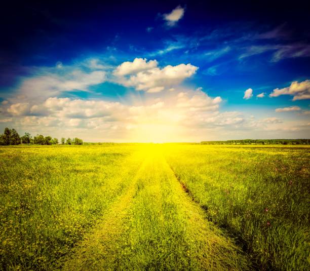 istock Spring summer rural road in green field landscape 524509841